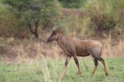 tsessebe (4)